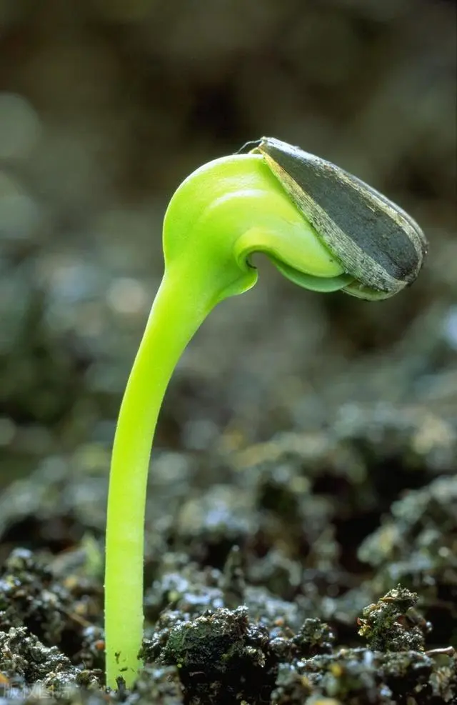 向日葵种植技术和种植时间_向日葵种植技术_向日葵种植技术与管理方法