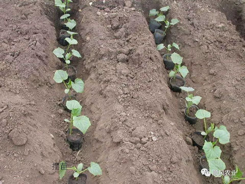 黄瓜种植技术要点_黄瓜适宜种植技术吗_黄瓜适宜种植技术