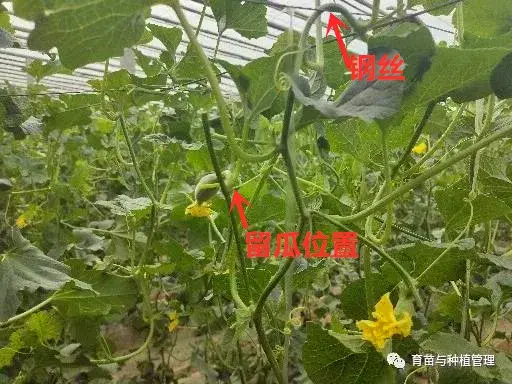 甜香瓜怎么种植_种植甜瓜香瓜技术与管理_香瓜甜瓜的种植技术