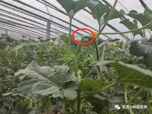 香瓜甜瓜的种植技术_甜香瓜怎么种植_种植甜瓜香瓜技术与管理