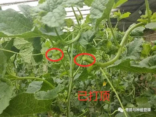 种植甜瓜香瓜技术与管理_甜香瓜怎么种植_香瓜甜瓜的种植技术