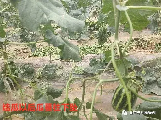 香瓜甜瓜的种植技术_种植甜瓜香瓜技术与管理_甜香瓜怎么种植