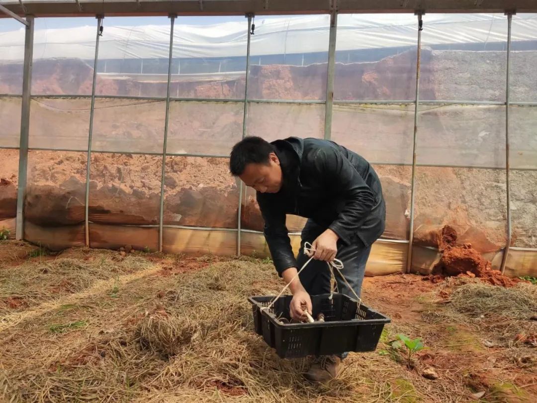 创业种植致富之路_致富之路视频_种植致富经