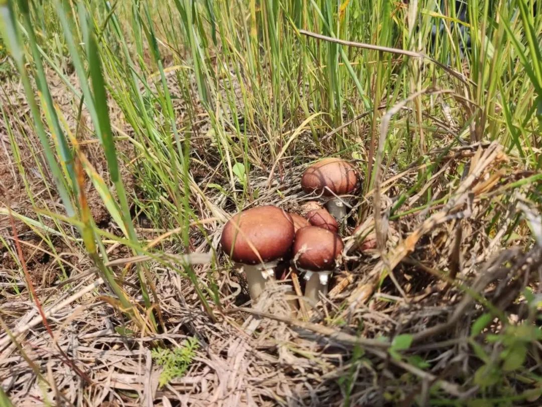 致富之路视频_种植致富经_创业种植致富之路