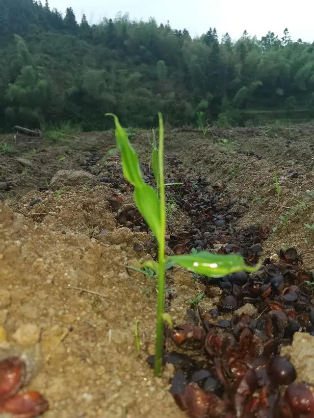 小山村里架起直播间：坪田镇小黄姜卖到大湾区