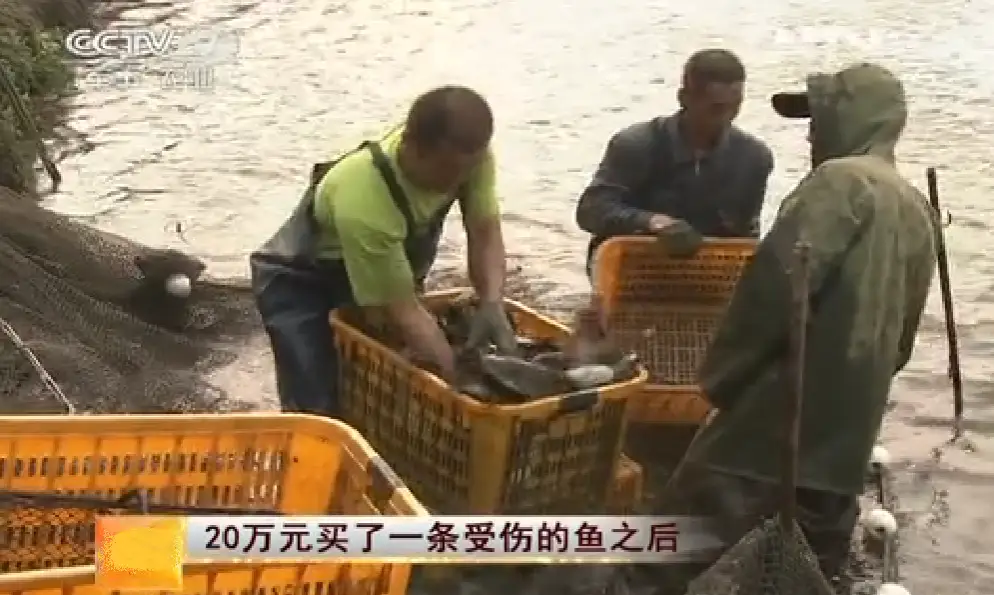 二须土鲶鱼养殖技术_鲶鱼养殖技术(鲶鱼的教程)_鲶鱼养殖技术要点