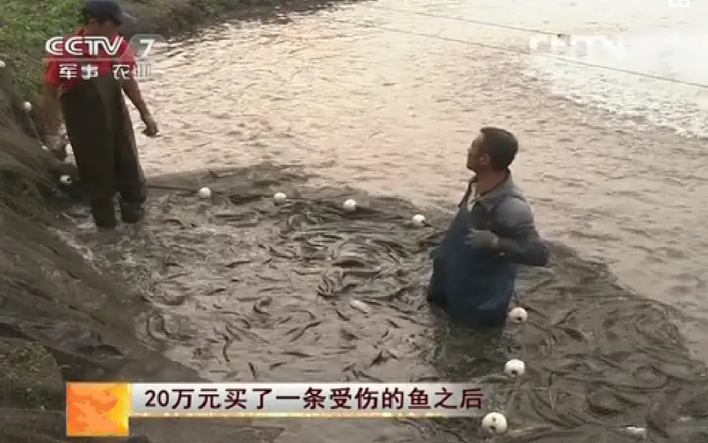 鲶鱼养殖技术要点_二须土鲶鱼养殖技术_鲶鱼养殖技术(鲶鱼的教程)