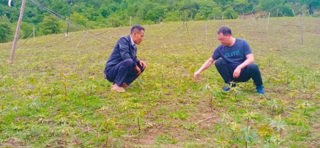 致富经花椒视频_致富经花椒_视频致富花椒怎么下载