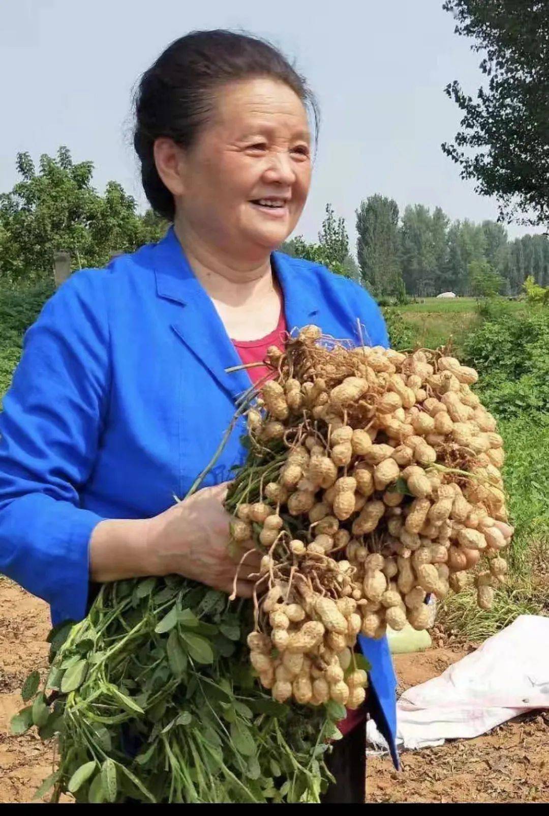 花生种植如何致富_花生种植赚钱吗_花生致富种植技术视频