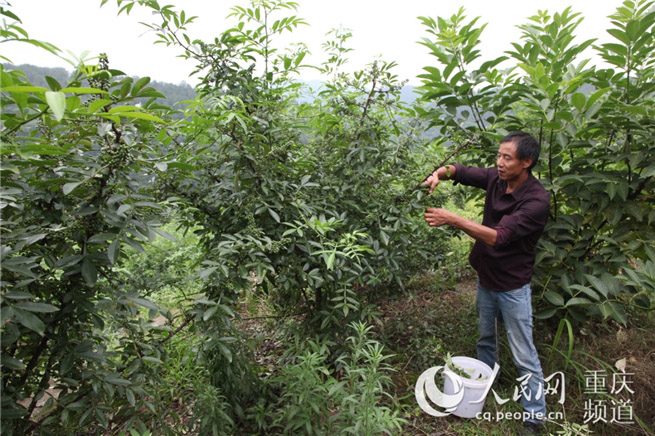 视频致富花椒怎么做_致富经花椒视频_花椒产业带动村民致富