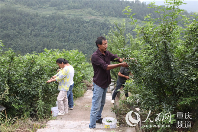 花椒产业带动村民致富_视频致富花椒怎么做_致富经花椒视频