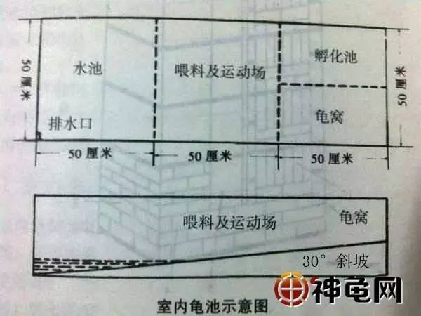 佛山致富经珍惜龟养殖_佛山的养殖方法_佛山龟鳖养殖场招人