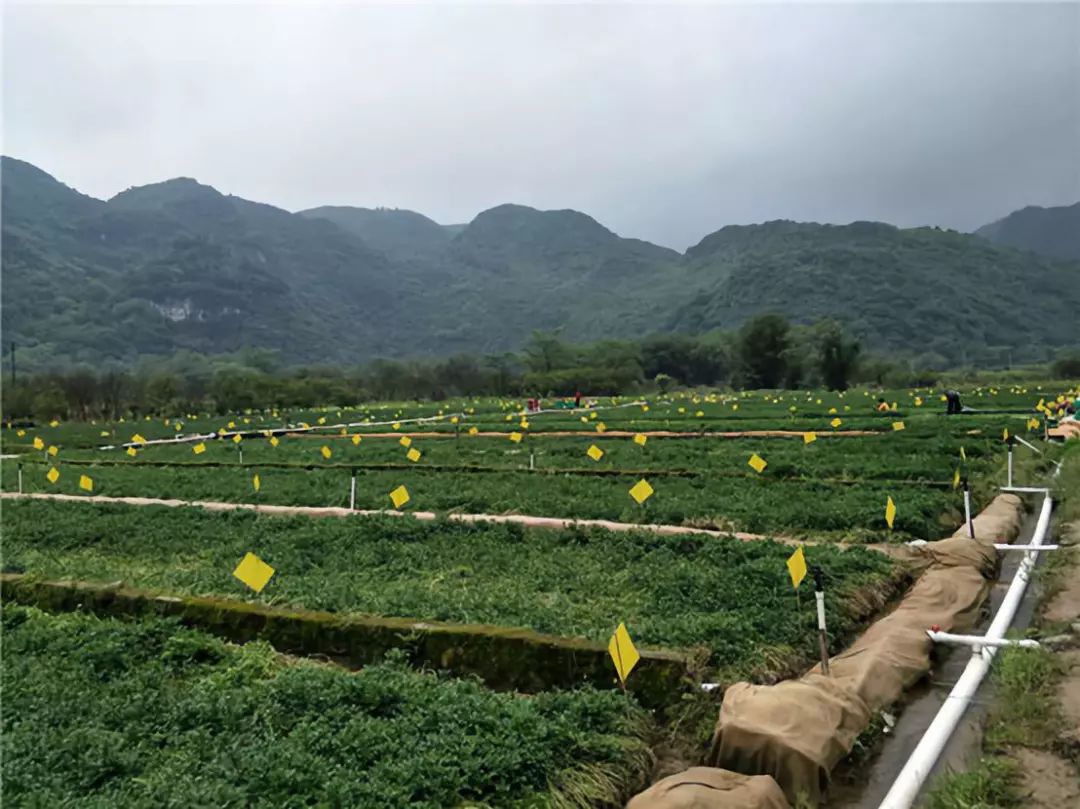 返季节蔬菜种植技术_蔬菜反季节栽培_反季蔬菜种植技术