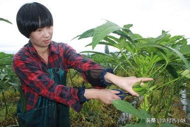 黄秋葵种植如何实现高产？黄秋葵的高产种植技术