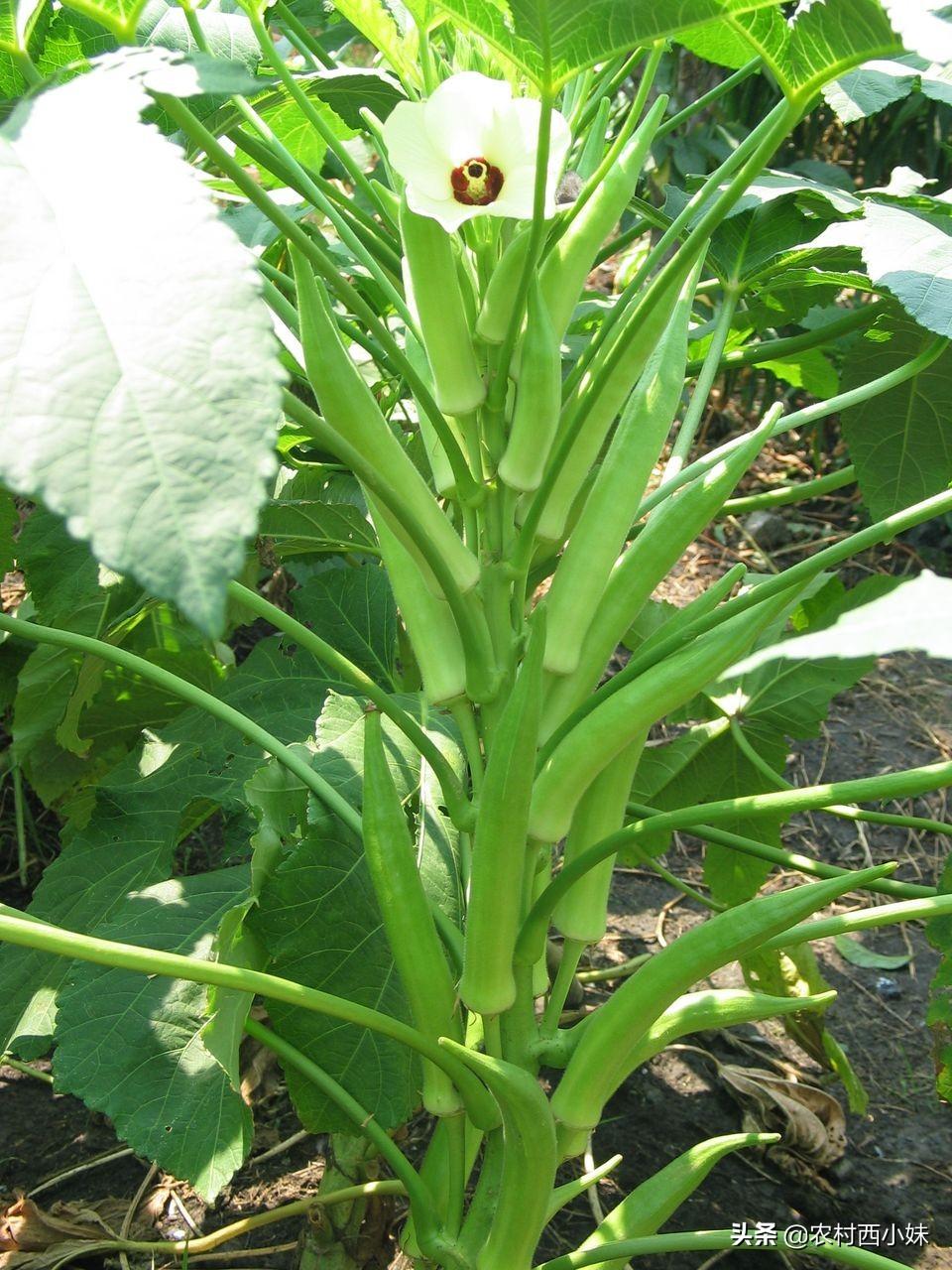 山东黄秋葵种植技术_黄秋葵种植技术视频_山东秋葵种植时间