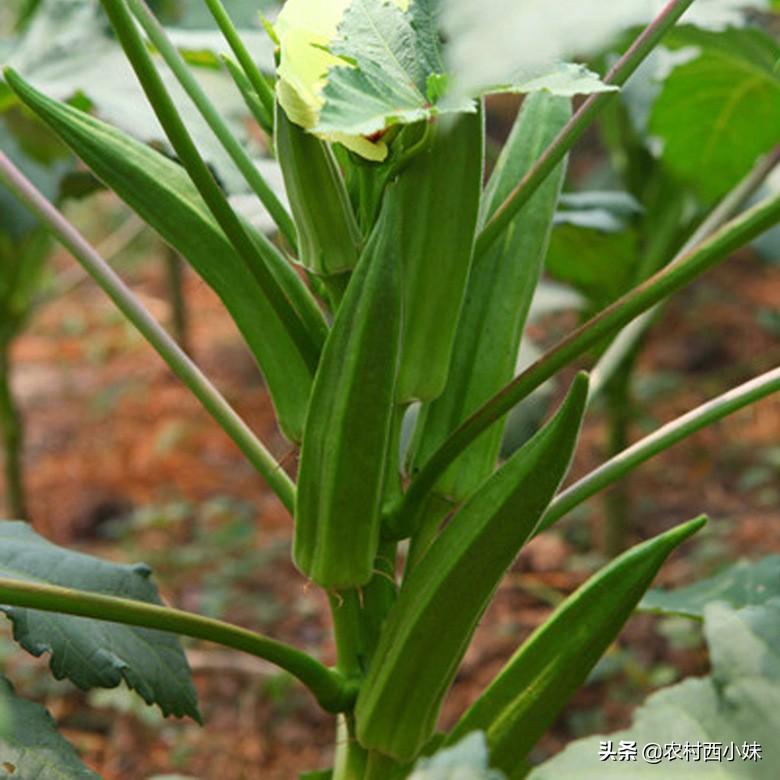 山东黄秋葵种植技术_黄秋葵种植技术视频_山东秋葵种植时间