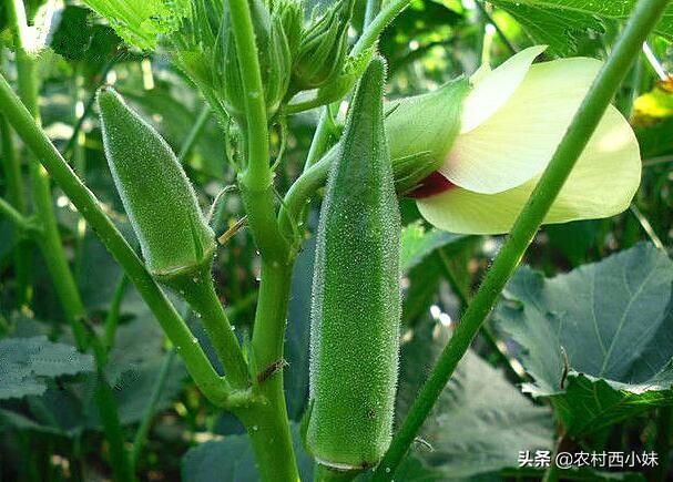 山东秋葵种植时间_黄秋葵种植技术视频_山东黄秋葵种植技术