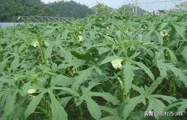 黄秋葵种植技术视频_山东秋葵种植时间_山东黄秋葵种植技术