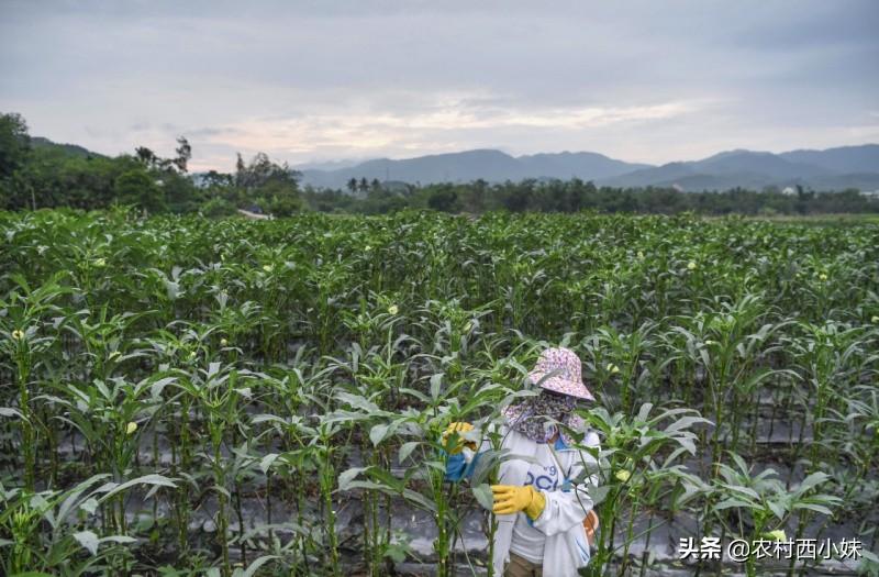 山东秋葵种植时间_山东黄秋葵种植技术_黄秋葵种植技术视频