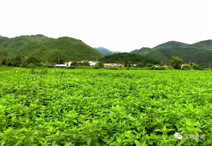 棠溪镇：薄荷香飘致富路乡村振兴产业旺