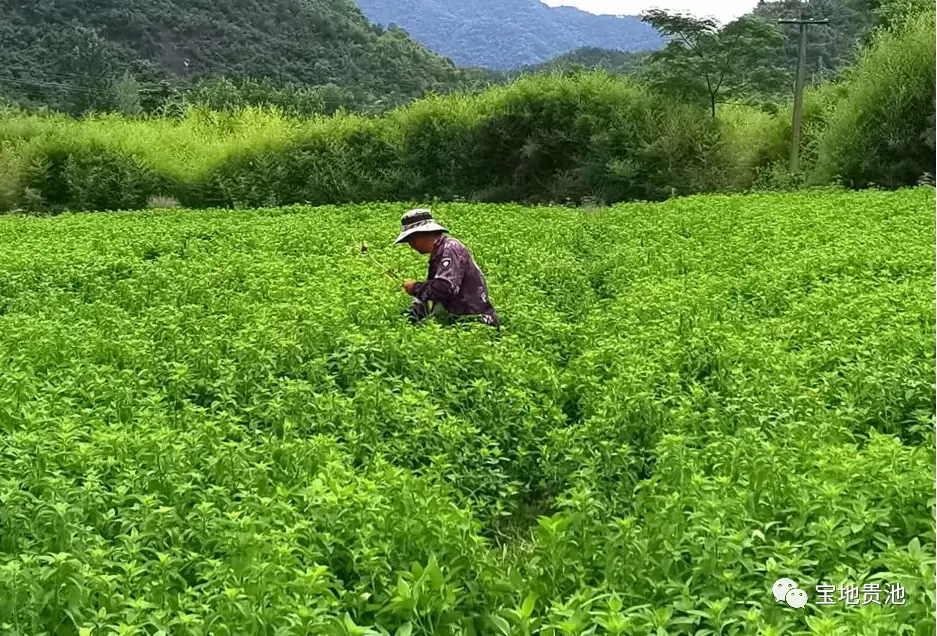 香蕉种植赚钱吗_种植蕉致富_种什么蕉赚钱