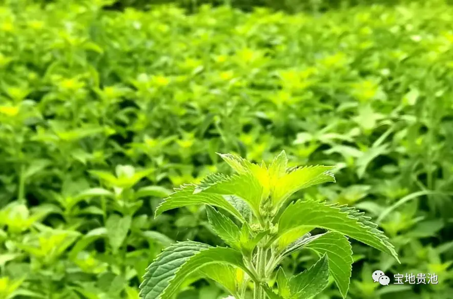 种什么蕉赚钱_香蕉种植赚钱吗_种植蕉致富