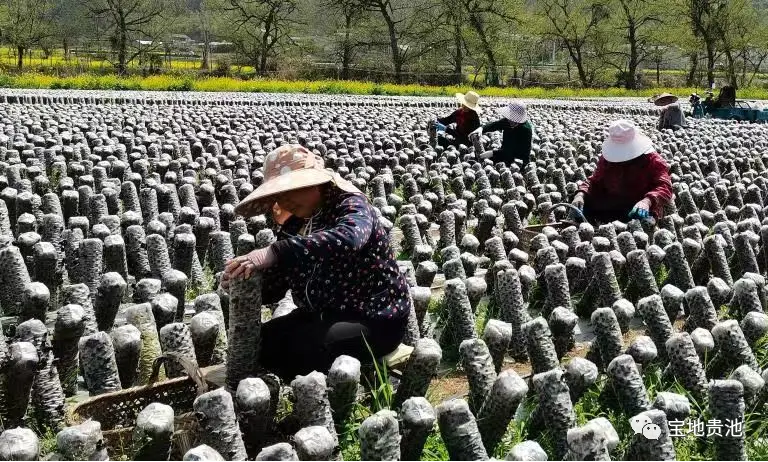 种什么蕉赚钱_种植蕉致富_香蕉种植赚钱吗