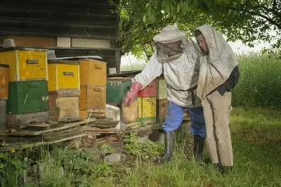 蜜蜂养殖意大利技术与管理_蜜蜂养殖意大利技术怎么样_意大利蜜蜂的养殖技术