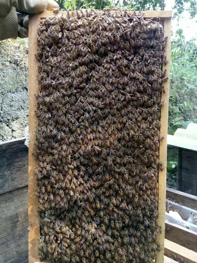 蜜蜂养殖意大利技术怎么样_蜜蜂养殖意大利技术与管理_意大利蜜蜂的养殖技术