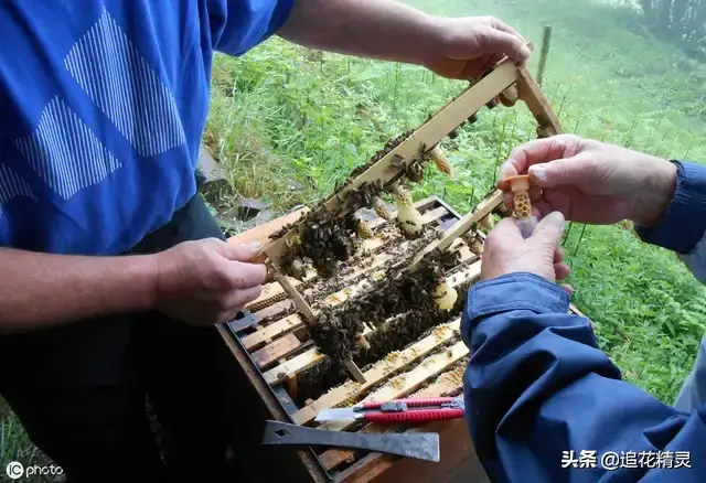 如果怕麻烦就养中蜂，想效益高养意蜂就必须严格按照方法来