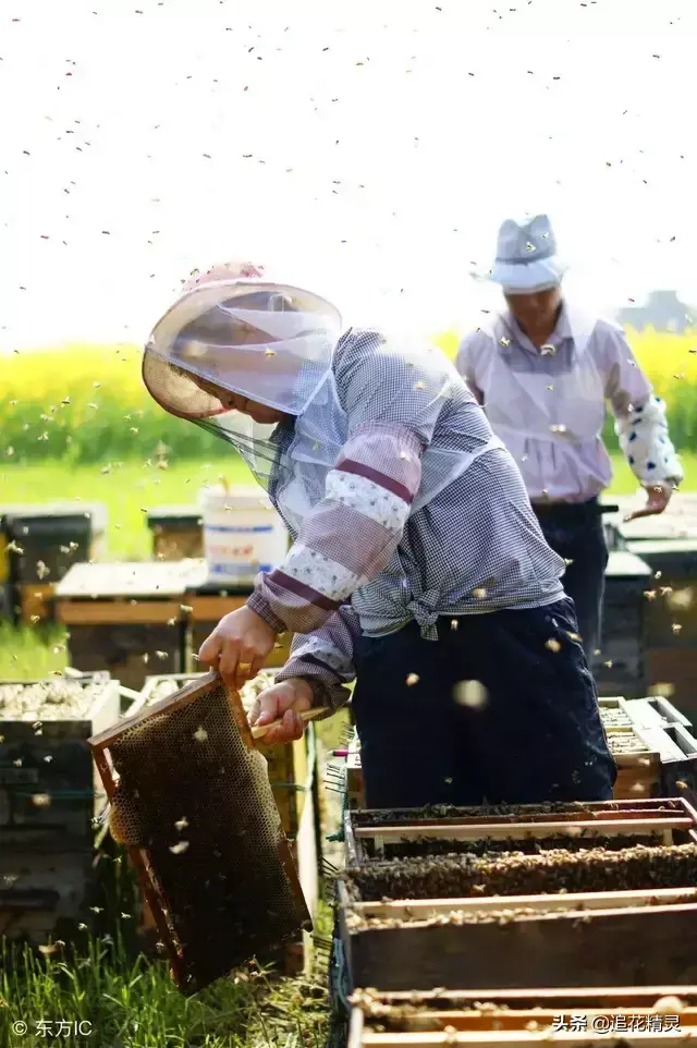 蜜蜂养殖意大利技术如何_意大利蜜蜂的养殖技术_蜜蜂养殖意大利技术与管理