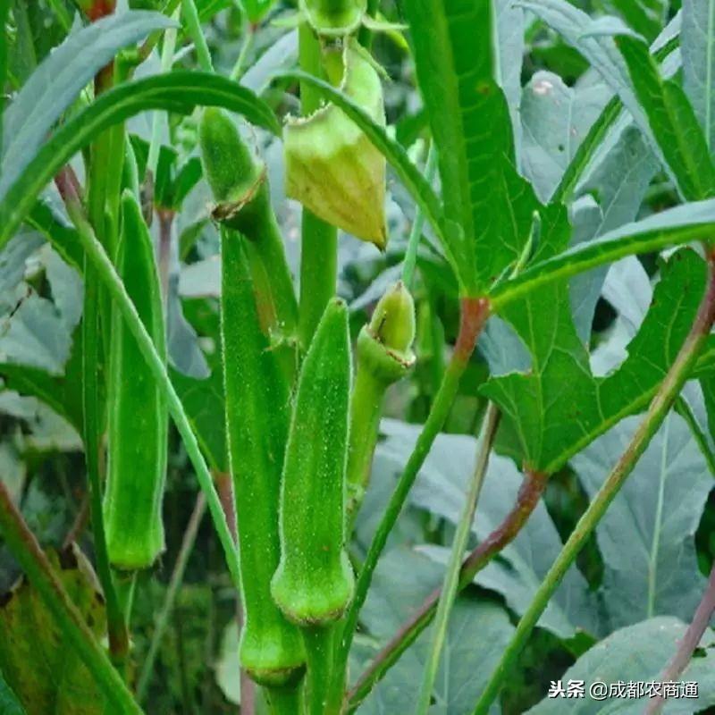 秋葵在山东叫什么_山东黄秋葵种植技术_山东秋葵种植时间