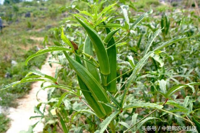 种植篇：黄秋葵的生长习性以及栽培技术