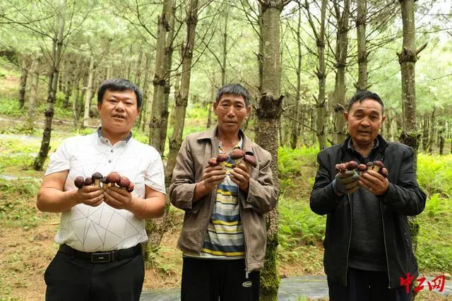 普宁种植致富_年种植什么赚钱种植致富项_村民种植黑皮冬瓜致富