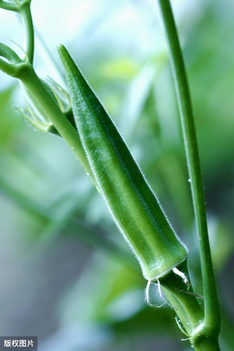 山东秋葵种植基地_山东秋葵种植时间_山东黄秋葵种植技术