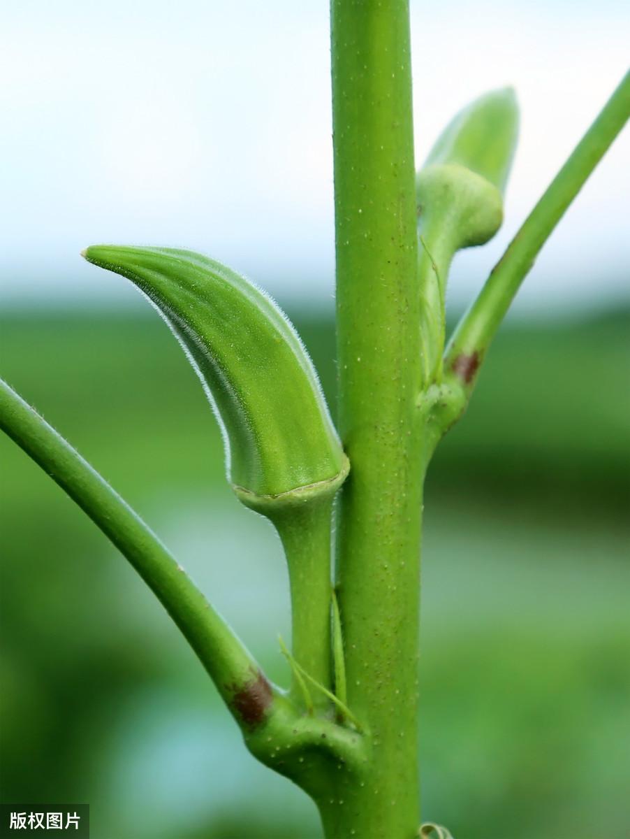 山东秋葵种植时间_山东黄秋葵种植技术_山东秋葵种植基地