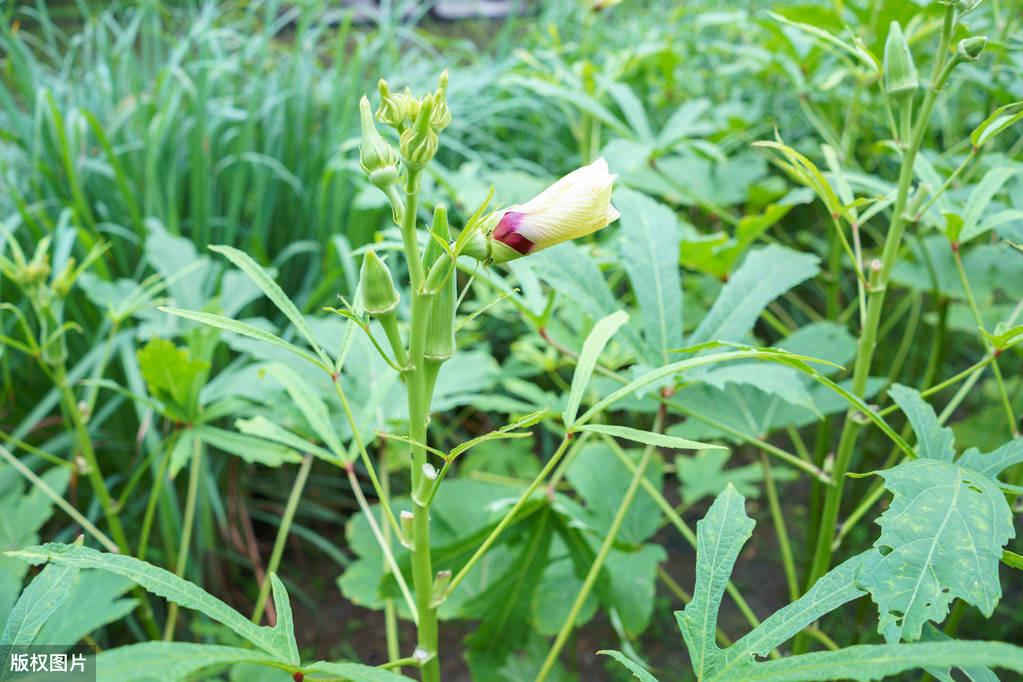 山东秋葵种植时间_山东秋葵种植基地_山东黄秋葵种植技术