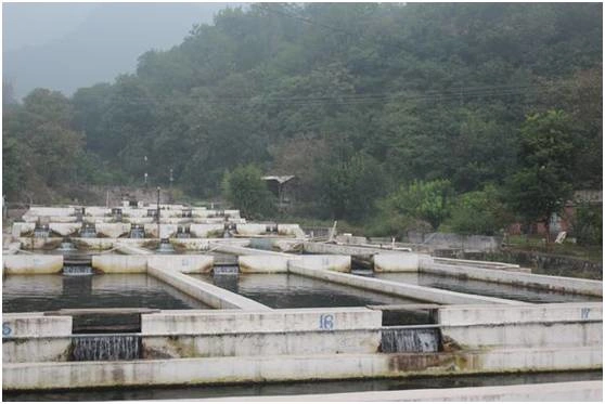 活水养鱼池致富经_致富经水库养鱼_致富池养鱼活水好吗