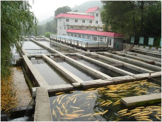 致富池养鱼活水好吗_活水养鱼池致富经_致富经水库养鱼