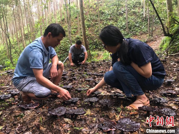 林下灵芝开 江西安远撑开村民“致富伞”