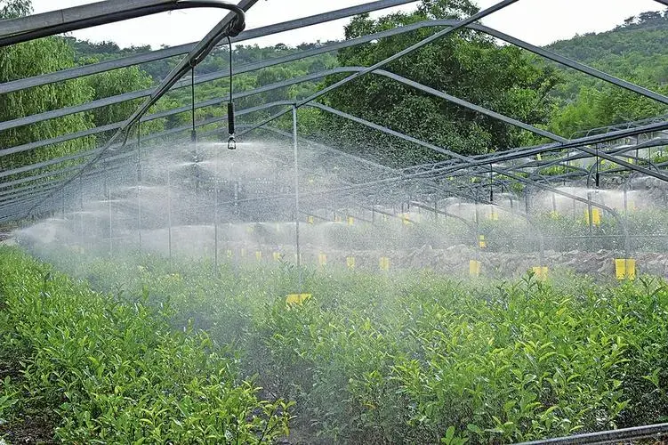 山东黄秋葵种植技术_黄秋葵种植技术视频_秋葵在山东叫什么