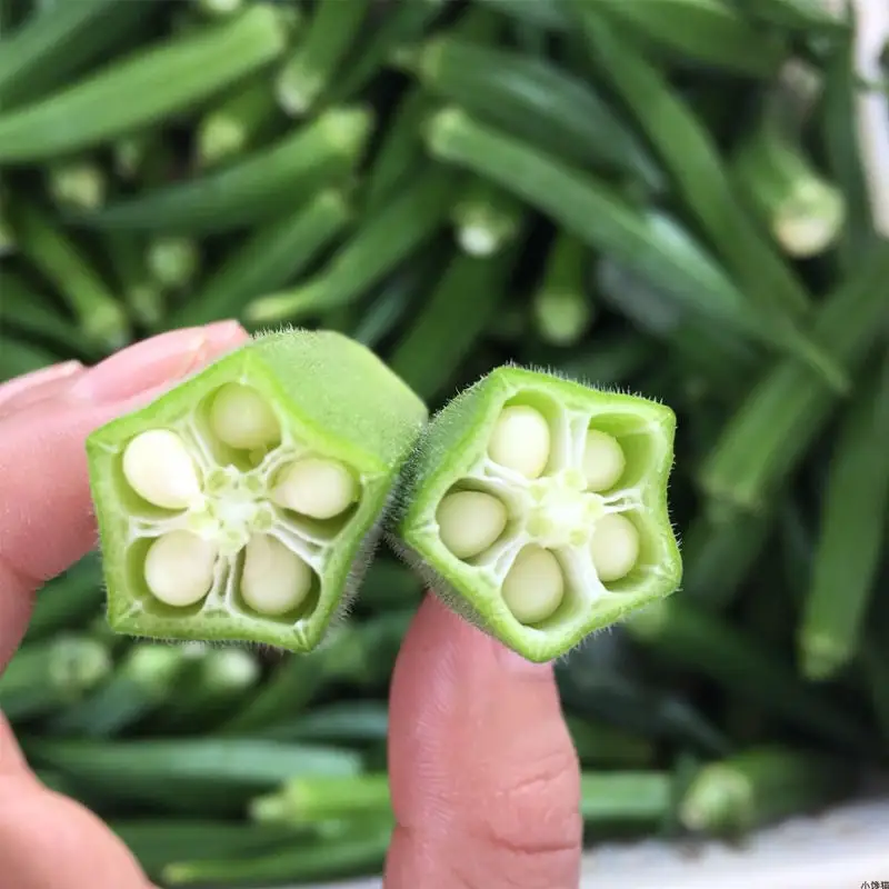 山东黄秋葵种植技术_黄秋葵种植技术视频_秋葵在山东叫什么