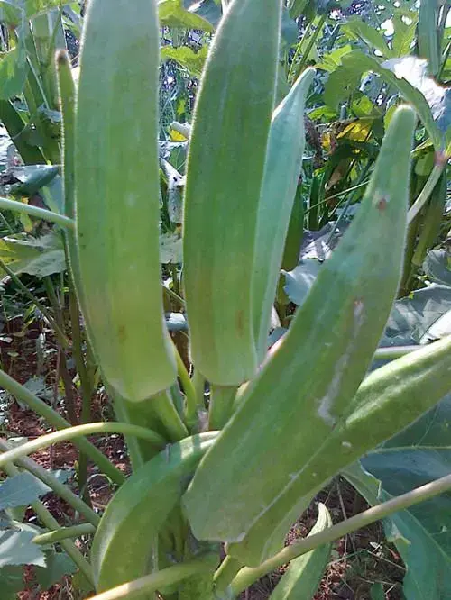 秋葵在山东叫什么_山东黄秋葵种植技术_黄秋葵种植技术视频