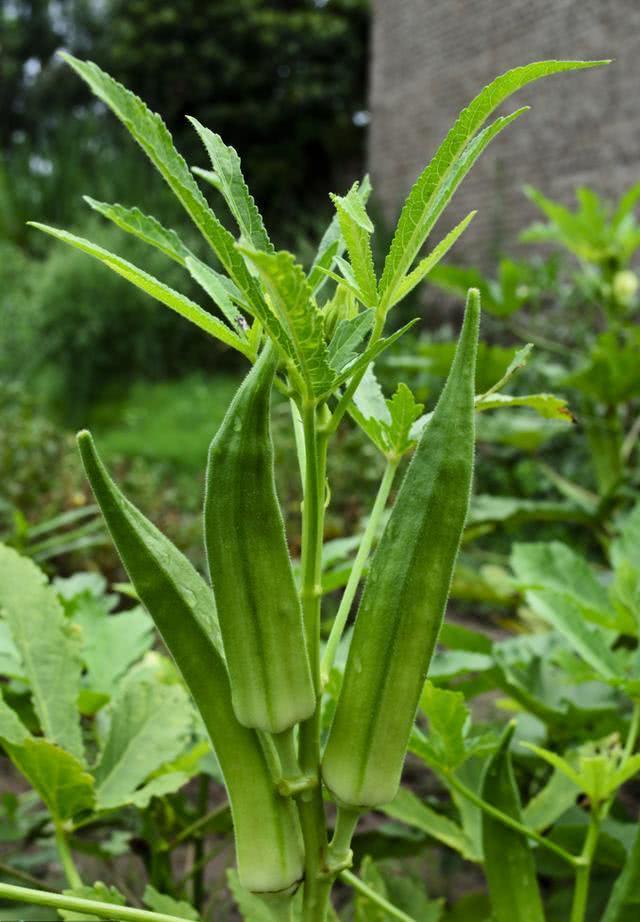 山东黄秋葵种植技术_秋葵在山东叫什么_黄秋葵种植技术视频