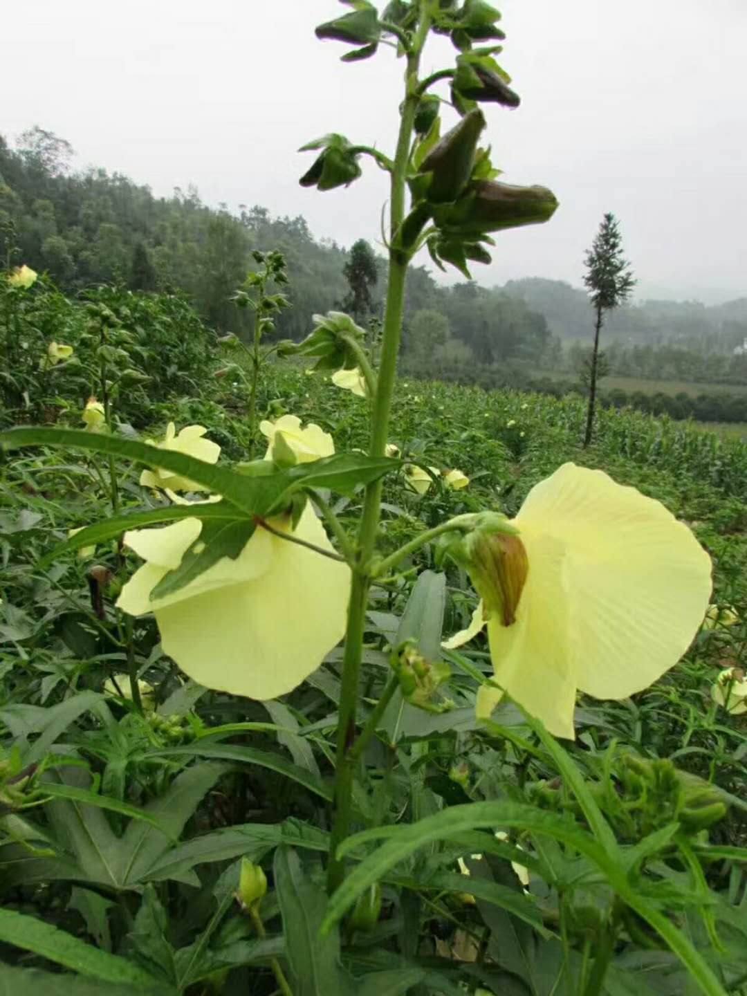 黄秋葵种植技术视频_秋葵在山东叫什么_山东黄秋葵种植技术