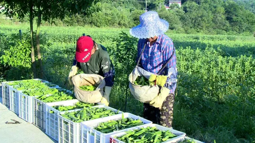 秋葵在山东叫什么_黄秋葵种植技术视频_山东黄秋葵种植技术