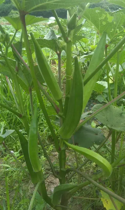 山东黄秋葵种植技术_秋葵在山东叫什么_黄秋葵种植技术视频