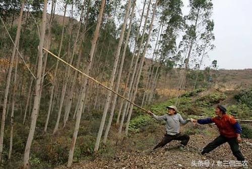 算得上农村人的摇钱树，曾助不少人赚钱了，如今还有人沉醉种植啊