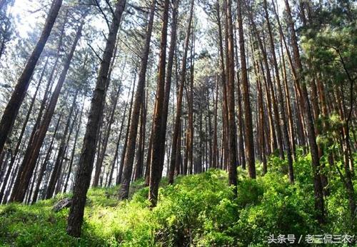 致富种植杉树视频_种植杉树的前景_种植杉树致富