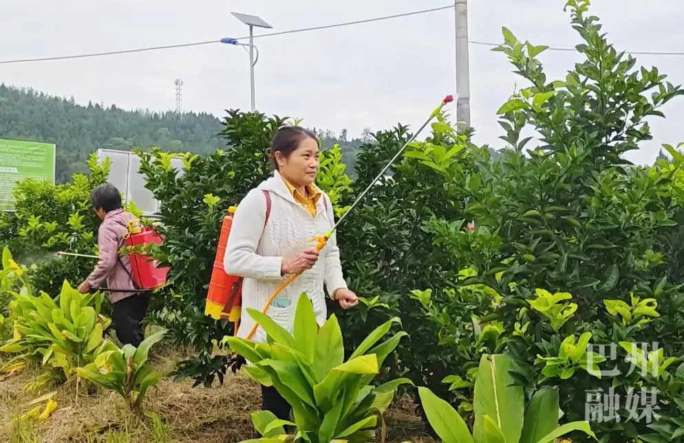 种植姜黄致富_致富种植姜黄怎么样_姜黄种植效益